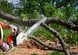 Best Tree Trimming and Pruning  in Leisuretowne, NJ