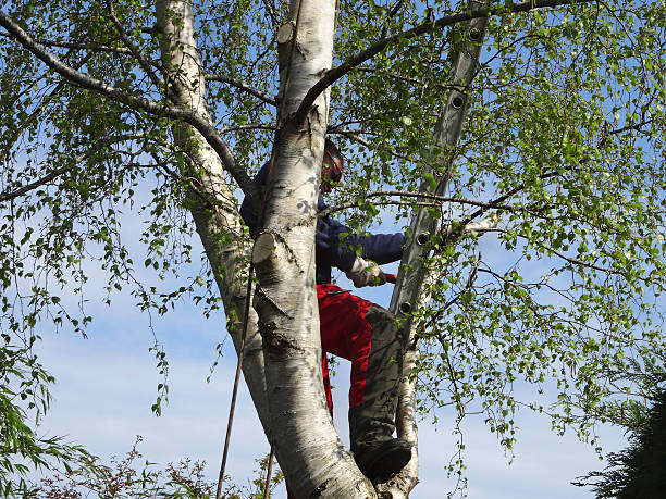 Best Tree Maintenance Programs  in Leisuretowne, NJ